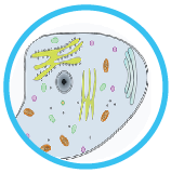 science quiz on animal cell anotation