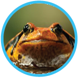 Life cycle of a frog science quiz