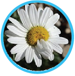 Label the parts of a flower quiz for kids online.