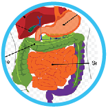 The digestive system quiz for students