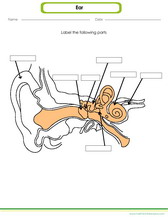 worksheet for kids to label the ear. PDF printable