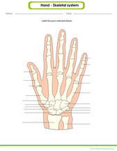 Learn to draw and label parts of the hand pdf worksheet for kids