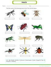 worksheet for kids on learning the names of common insects pdf worksheet.