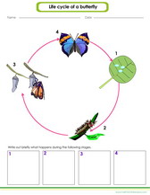 learn to identify parts of a butterfly life cylce and metamorphosis