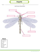 label parts of a dragon fly pdf worksheet for kids