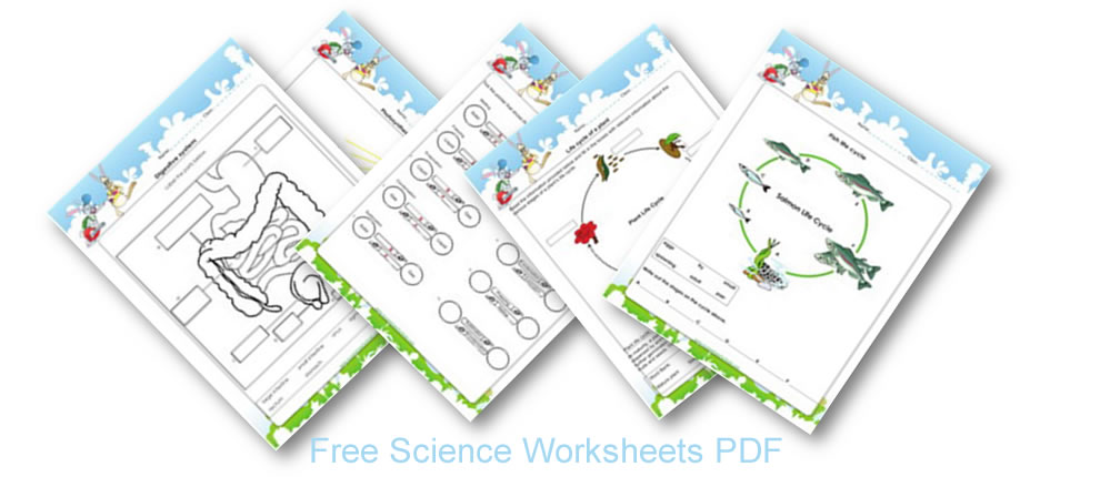 ecosystem for kids science activities for kids 1st to 5th grades games quizzes worksheets