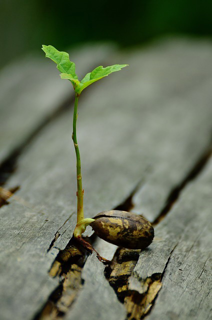 vegetative reproduction of plant parts science project for kids