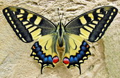 butterfly life cycle for kids