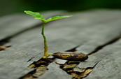 Vegetative reproduction of plant parts project for students