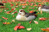 what colors are birds attracted to ? A lesson for kids