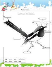 label parts of a bird worksheet pdf for kids