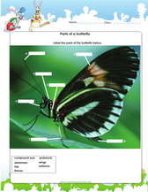 label a butterfly worksheet