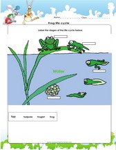 life cycle of a frog worsheet for 1st grade
