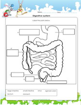 the digestive system worksheet pdf.