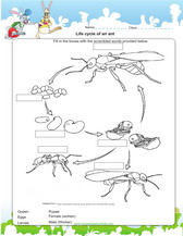 2nd Grade Science Worksheets For Practice Pdf