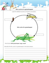 grasshopper life cycle worksheet