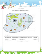 Plant And Animal Cells Worksheets Games Quizzes For Kids