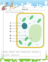 label a plant cell diagram for kids. pdf printable.