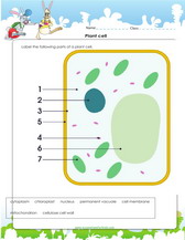 drawing and labelling plant cell diagram worksheet for 4th grade.