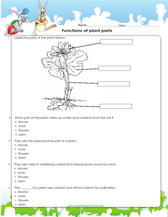functions of parts of plants worksheet for 4th grade
