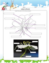 Labeling parts of a flower worksheet